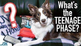 The Unpopular Truth About Your Puppy’s "Teenage Phase"