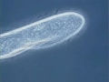 Paramecium cilia movement