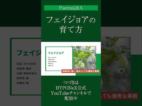 大きな実のプファッフェンヒュッヒェン 植物