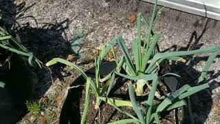 Growing onions in grow bags!