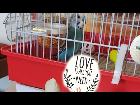 "The Divine Symposium: Athena, Moliere, and Hermes" #fun #funny #budgies