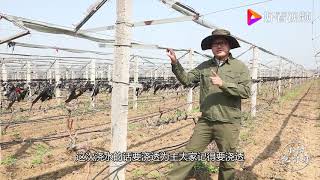 葡萄种植该在哪些时期浇水？该怎么浇？小阳讲述个人观点