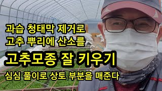 고추모종 직파 47일 고추 잎수 키 과습 청태막 제거로 뿌리에 산소공급 [고추재배기술]