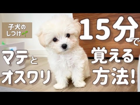 マルチーズのしつけ方