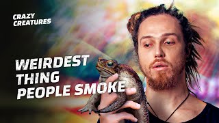 Why Are People Smoking Cane Toad Poison