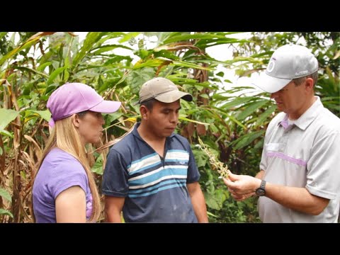 カルダモン 植物
