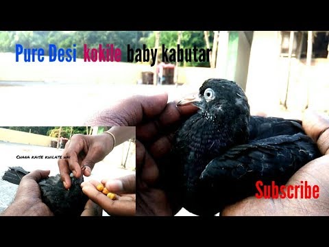Kabootar ke bachho ki health kaysi rakhe by RPT Video