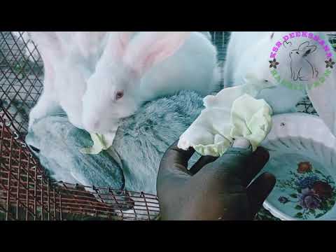 australian white rabbit ,new zealand white rabbit,chinchilla rabbit