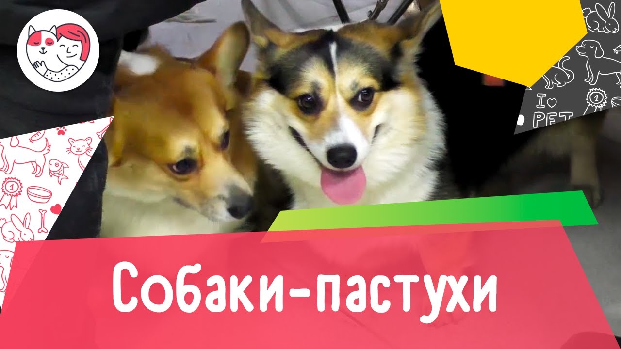5 лучших пород собак-пастухов