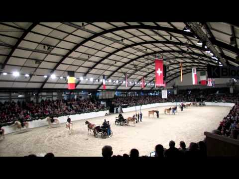 Haflinger - Die Pferde aus den Bergen - damals und heute