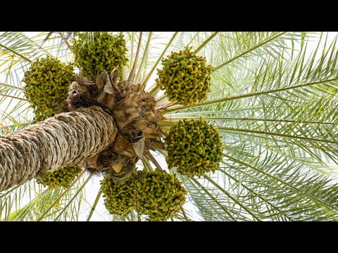 The Date Palm and its Significance in the Bible