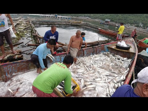 SE02EP046 Part 1 - PAG HARVEST ng BANGUS | 1 MILYONG PISO ang PUHUNAN