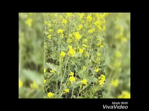 Natural bee pollen, for personal, packaging type: food grade...