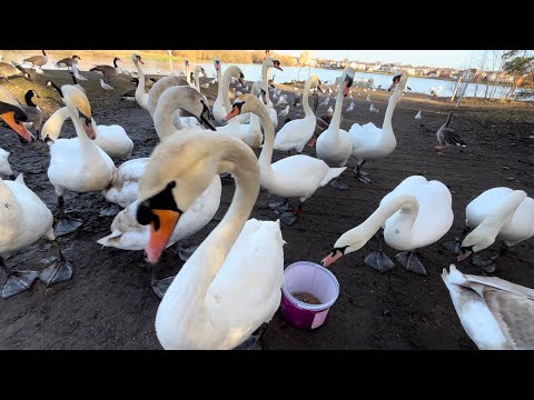 Flying Swans, Angry Geese, Cute Ducks (WATCH TILL END!)