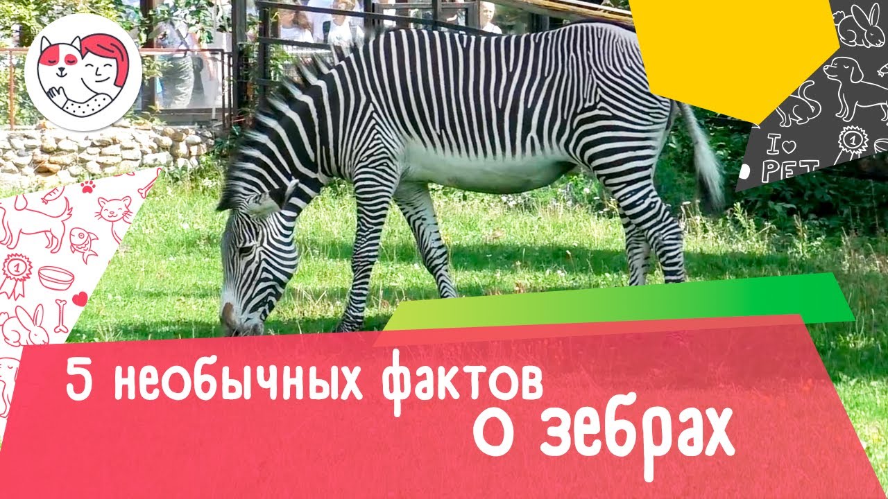 5 необычных фактов о зебрах