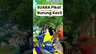 Download lagu Mp3 SUARA PIKAT BURUNG KECIL PALING AMPUH TANPA JEDA IKLAN mp3 Download lagu Mp3 SUARA PIKAT BURUNG KECIL PALING AMPUH TANPA JEDA IKLAN mp3