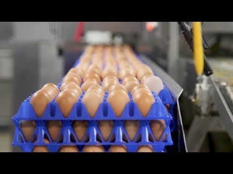 What makes eggs organic