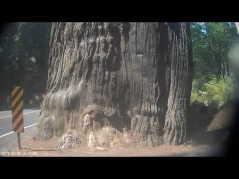 1-Redwoods on Hwy 199 towards Crescent City, CA