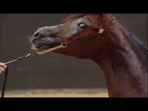 22nd Qatar Nationals 2019 - Promo