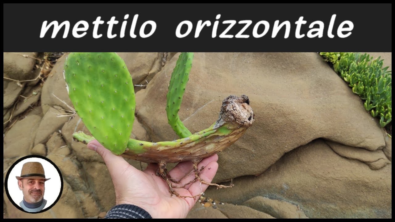 COME RIPRODURRE UNA PIANTA DI FICO D'INDIA, metti la pala in orizzontale, moltiplicazione per talea