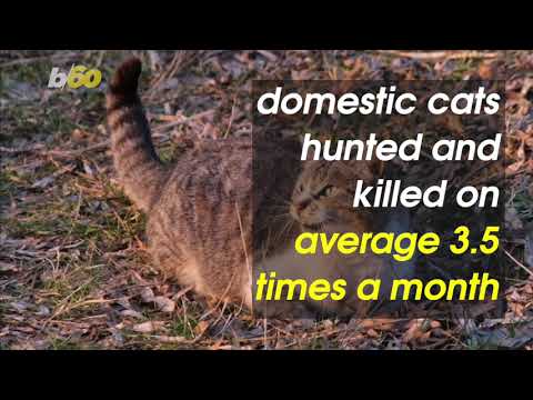 Domestic Cats Have a ‘Catastrophic Impact’ on Local Wildlife