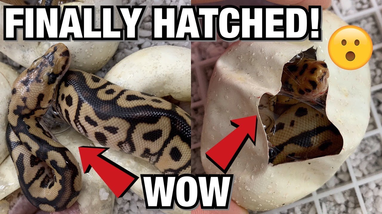 MY SNAKES FINALLY HATCHED!! 3 BATMAN'S! AMAZING ODDS | BALL PYTHONS #REPTILES #BALLPYTHON #SNAKES