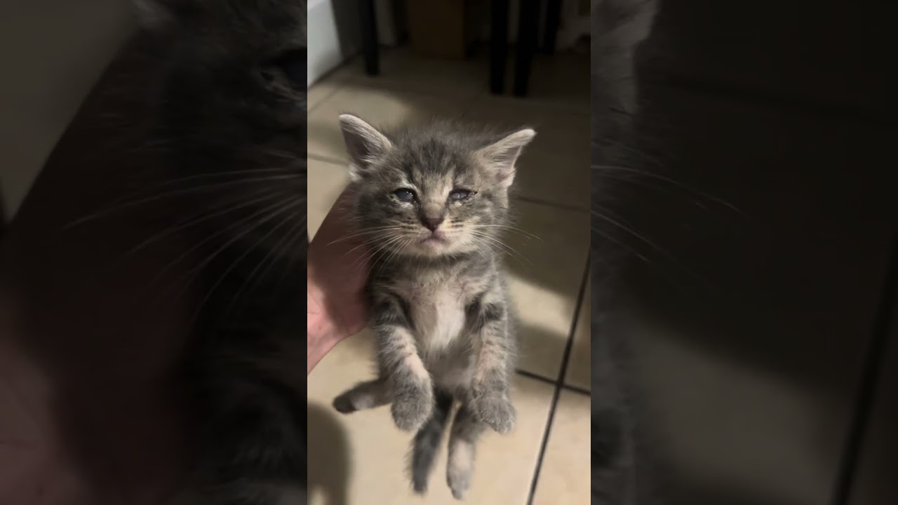 These 5 Newborn Kittens video
