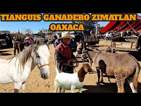 Tianguis Ganadero zimatlan Oaxaca México burros Yeguas Potros toros vacas chivos boer borregos