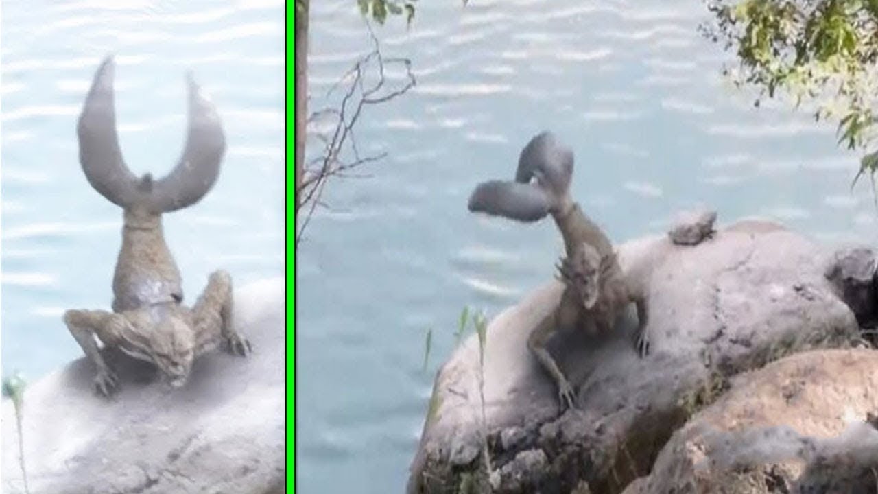 Pescador Captura Algo que Chocou o Mundo Inteiro