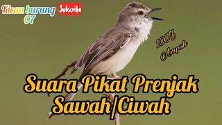 Download lagu Suara Pikat Prenjak Sawah / prenjak Klik Mp3 Paling Ampuh mp3 Download lagu Suara Pikat Prenjak Sawah / prenjak Klik Mp3 Paling Ampuh mp3