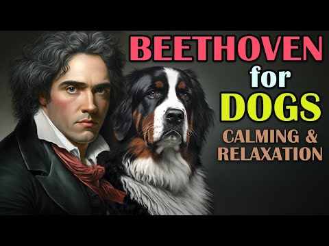 Classical Music for Dogs, Separation Anxiety Music for Dogs, Dogs Music Therapy
