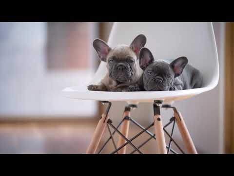 UrbanMod Replica Eames Chair | Premium Mid Century Modern Dining Room Chairs