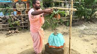 First day of Śrī Keśava-vrata and Tulasī jala-dhārā-dāna