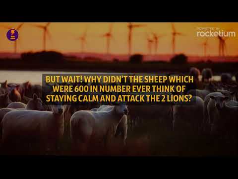 What Happens When 2 Lions Attack 600 Sheep ?
