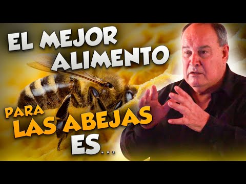 Part 7 | Why not feed bees sugar or syrup? - Complete Perma-Beekeeping Course by PERONE