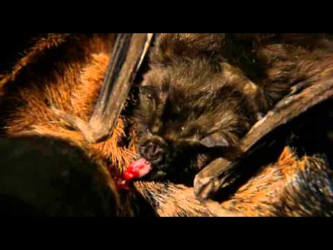 Wanderausstellung: Parasiten – Life Undercover