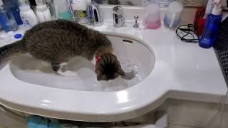 【猫】探し物は何ですか？見つけにくいものですか？