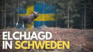 Elchjagd in Schweden I Drückjagd mit Härkila