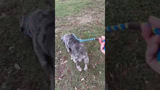 Video preview image #1 Staffordshire Bull Terrier-Unknown Mix Puppy For Sale in Rowlett, TX, USA