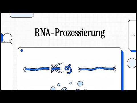 RNA-Prozessierung | EINFACH ERKLÄRT