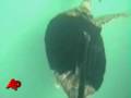 Raw Video 1 Flipper Turtle Gets Swimsuit
