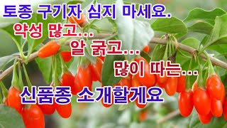 토종 구기자 심지 마세요. 약성 많고... 알 굵고... 많이 따는... 신품종 구기자 소개합니다.(구기자 …