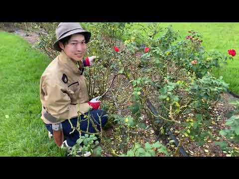 3月にバラの茂みを剪定する理由と方法は？ 2023 年の夏に美しいバラを咲かせるためのちょっとしたガイド  庭園