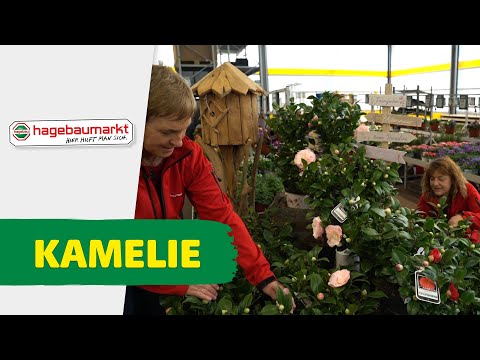 Die Kamelie und die richtige Pflege!