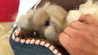 Smoke pearl and cream/white split lionlops