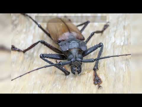 Why are Titan Beetles Born Without Mouths? #beetles #titanbeetles #factsaboutanimals #amazingfacts