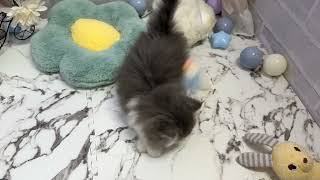 サイベリアンの動画01