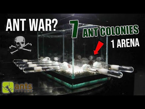 , title : '7 ANT COLONIES in 1 ARENA: ANT WAR or JOIN FORCES?'