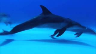 Relaxing Music, the best underwater footage, HD   4 24 min