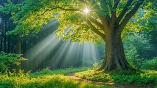 Relaxing Music to Calm Mind🌿Sleep Music for Anxiety Relief & Stop Overthinking